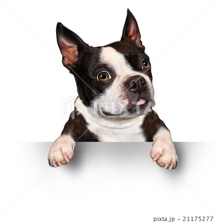 Cute Dog Holding A Blank Sign 21175277
