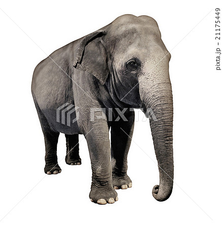 Elephant 21175449