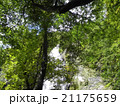 天滝と緑 21175659