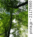 天滝と緑 21175660