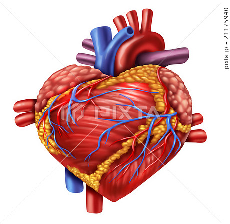 Human Heart Love 21175940