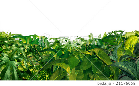 Jungle Border 21176058
