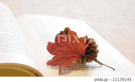 松ぼっくりと紅葉 21176145