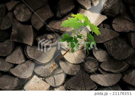 Persistence And Determination 21176351