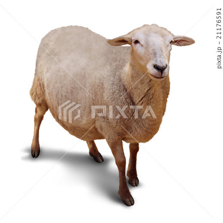 Sheep Isolated 21176591