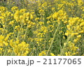 菜の花 21177065