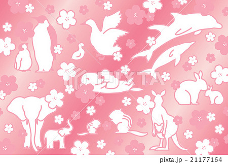 動物と桜 動物と桜 21177164