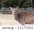 奈良　鹿 21177202