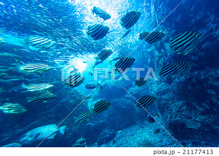 aquarium 21177413
