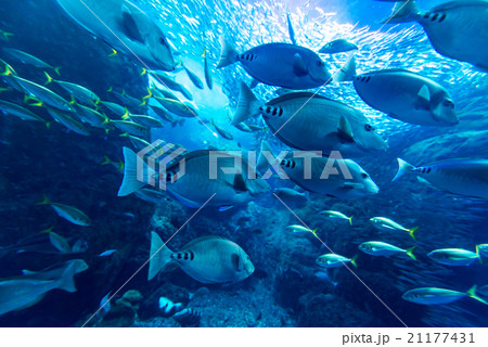 aquarium aquarium 21177431