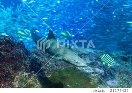 aquarium aquarium 21177432