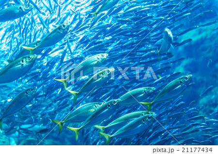 aquarium 21177434