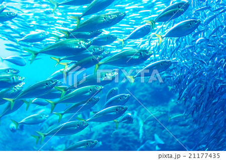 aquarium 21177435