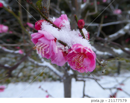 雪の梅花 21177579
