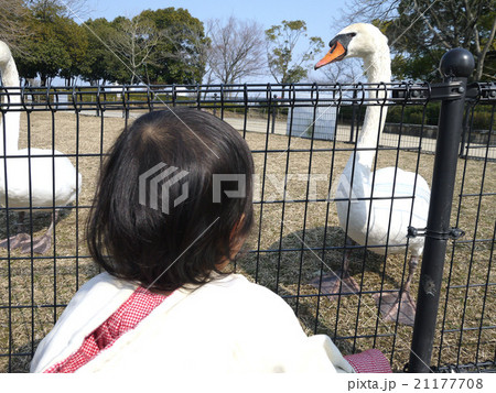 動物と子供 21177708