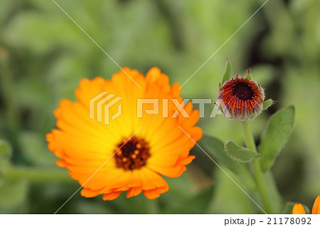 ドワーフアリスオレンジ・キンセンカの蕾と花 ドワーフアリスオレンジ・キンセンカの蕾と花 21178092