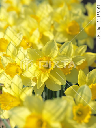 ラッパスイセン 21178161