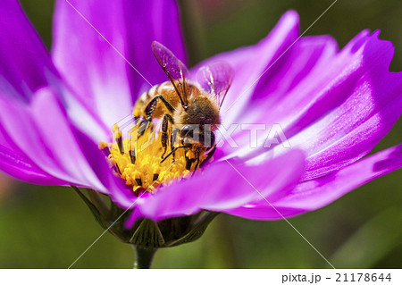 蜂 ハチ 蜜蜂 21178644