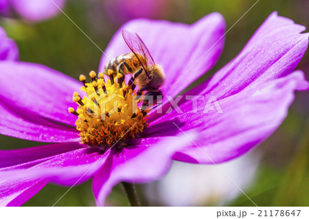 蜂 ハチ 蜜蜂 21178647