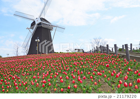 風車とチューリップ 風車とチューリップ 21179220