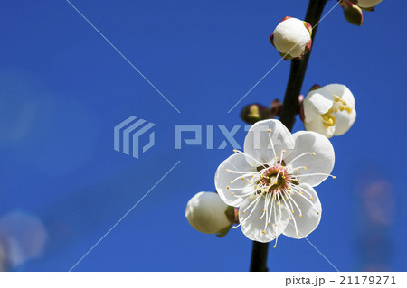 うめ 春告草 ソシンロウバイ 21179271
