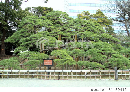 三百年の松(浜離宮庭園) 三百年の松(浜離宮庭園) 21179415