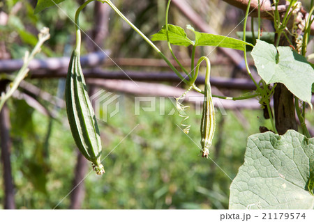 angled gourds fresh angled gourds fresh 21179574