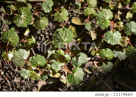ユキノシタの葉 21179684