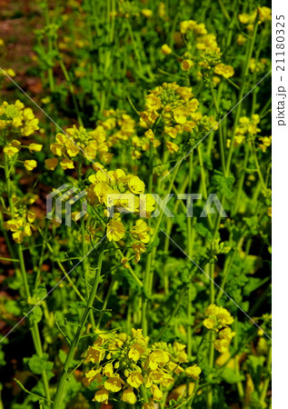 菜の花畑 菜の花畑 21180325