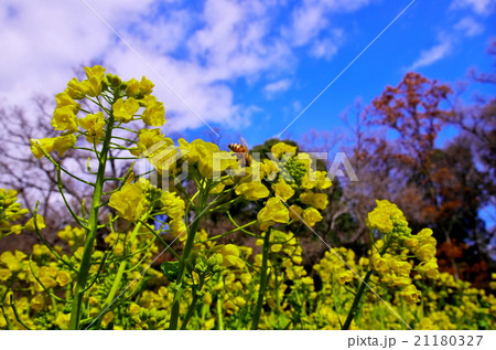 菜の花と青空 21180327