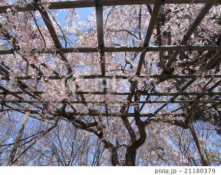 半木の道 桜棚 半木の道 桜棚 21180379