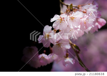 桜 21180638