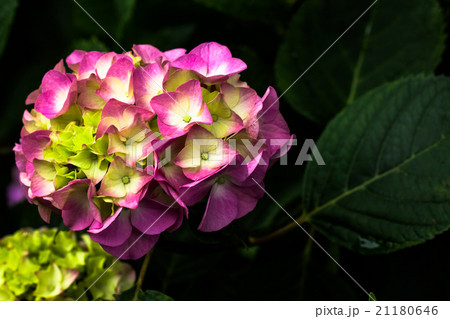 紫陽花 紫陽花 21180646
