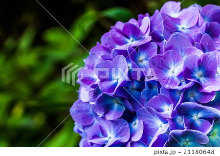 紫陽花 紫陽花 21180648