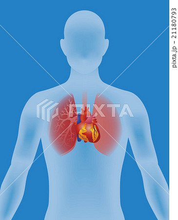 人間の心臓　イメージイラスト 21180793
