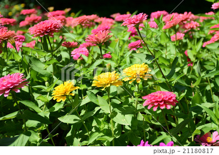 Yellow zinnia in pink field Yellow zinnia in pink field 21180817