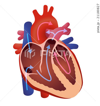 人間の心臓 イメージイラストのイラスト素材
