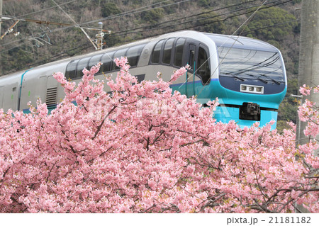 河津桜とスーパービュウ踊り子号 21181182