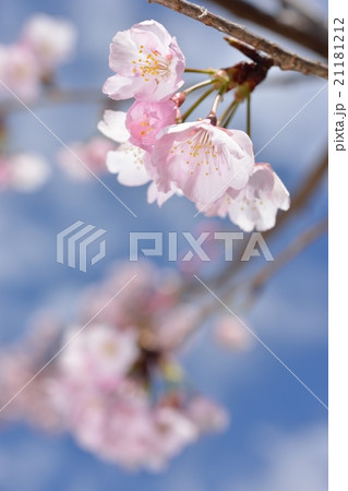 ジョウコウジザクラ 21181212