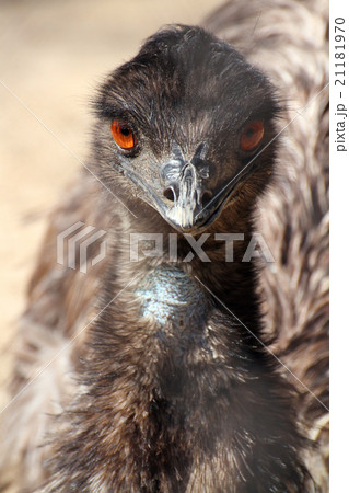 エミュー 21181970