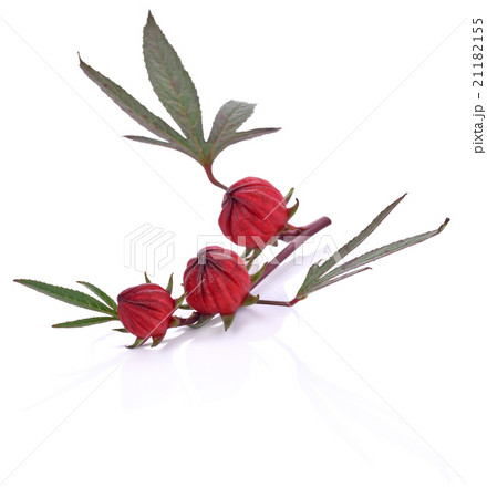 Hibiscus sabdariffa or roselle fruits 21182155