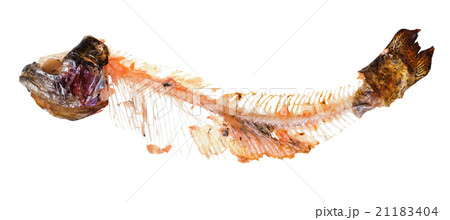 picked skeleton of trout fish isolated on white 21183404
