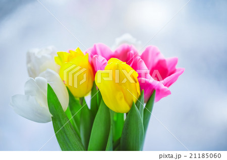 Beautiful pink and purple tulips. A bouquet Beautiful pink and purple tulips. A bouquet 21185060