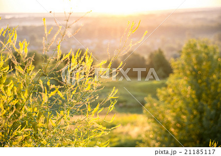 rural landscape with sunrise over a meadow 21185117