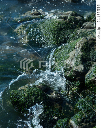 岩のり 21185556