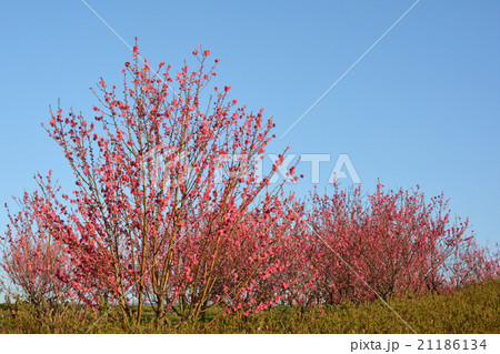 はなもも 21186134