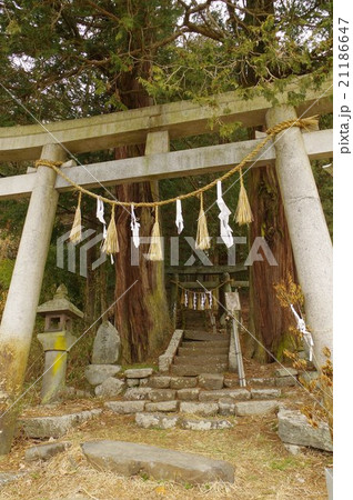信州　諏訪の神社　熊野神社　鳥居　縦　江戸時代に修験道が盛んだった地域の産土神の神社 21186647