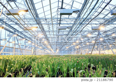 Plantation of tulips in a greenhouse Agribusiness 21186790