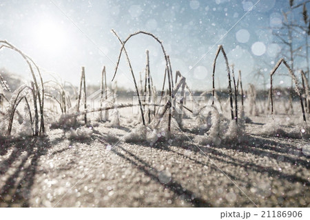 winter, grass covered with white rime 21186906