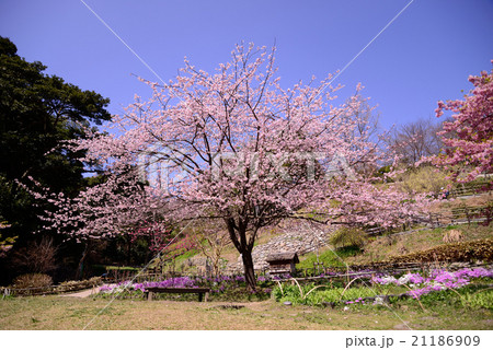 早咲きの桜と青空 21186909